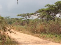 Nyika
