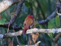 Red-throated Twinspot (Hypargos niveoguttatus)