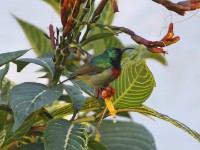 Forest Double-collared Sunbird (Cinnyris fuelleborni)