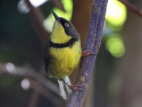 Yellow-throated Apalis (Apalis flavigularis)