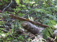White-starred Robin (Pogonocichla stellata)