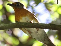 Orange Ground Thrush (Geokichla gurneyi)