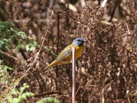 White-starred Robin (Pogonocichla stellata