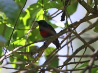 Forest Double-collared Sunbird (Cinnyris fuelleborni