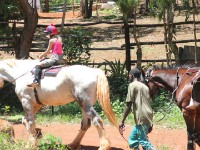 Plateau Stables