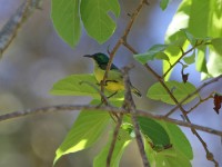 Collared Sunbird (Hedydipna collaris)