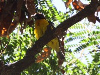Dark-backed Weaver (Ploceus bicolor)