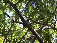 Cardinal Woodpecker (Dendropicos fuscescens)