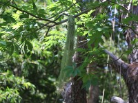 White-winged Apalis nest