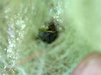 White-winged Apalis (Apalis chariessa) chicks