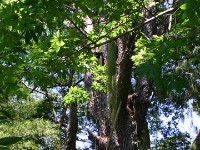 White-winged Apalis nest