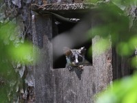 Mohol Bushbaby (Galago moholi) Lesser