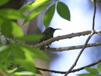 Olive Sunbird (Cyanomitra olivacea)