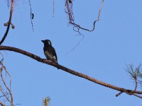 White-eared Barbet (Stactolaema leucotis)