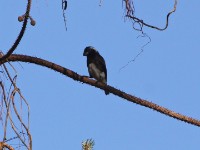 White-eared Barbet (Stactolaema leucotis)