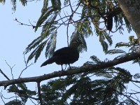 Livingstone's Turaco (Tauraco livingstonii)