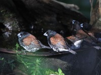 Red-backed Mannikin (Lonchura nigriceps)