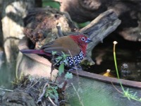 Red-throated Twinspot (Hypargos niveoguttatus)