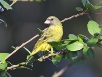 Southern Citril (Crithagra hyposticta)