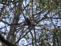 Red-chested Cuckoo (Cuculus solitarius)