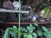Yellow-bellied Waxbill (Coccopygia quartinia)