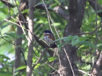 Cape Batis (Batis capensis dimorpha) Malawi