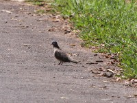 Blue-spotted Wood Dove (Turtur afer)