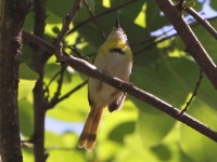 Yellow-breasted Apalis (Apalis flavida)