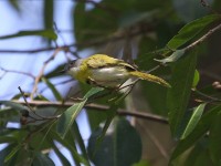 Yellow-breasted Apalis (Apalis flavida)