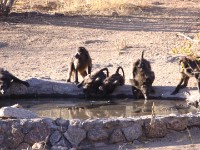 Chacma Baboon (Papio ursinus)