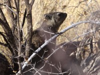 Yellow-spotted Rock Hyrax (Heterohyrax brucei)