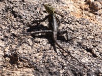Namib Rock Agama (Agama planiceps)