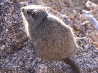 Dassie Rat (Petromus typicus)