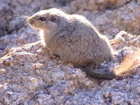 Dassie Rat (Petromus typicus)