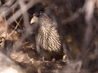 Hartlaub's Spurfowl (Pternistis hartlaubi)