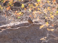 Short-toed Rock Thrush (Monticola brevipes) female