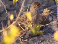 Hartlaub's Spurfowl (Pternistis hartlaubi)