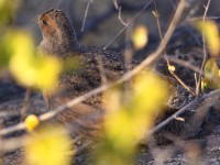 Hartlaub's Spurfowl (Pternistis hartlaubi)