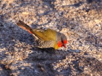 Green-winged Pytilia (Pytilia melba)