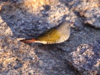 Green-winged Pytilia (Pytilia melba)