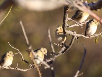 Southern Masked Weaver (Ploceus velatus)