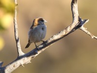 Great Sparrow (Passer motitensis)