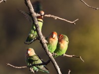 Rosy-faced Lovebird (Agapornis roseicollis)