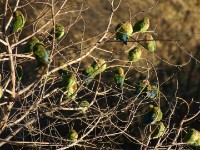 Rosy-faced Lovebird (Agapornis roseicollis)