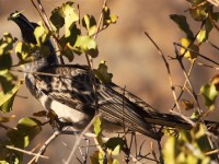 African Grey Hornbill (Lophoceros nasutus)