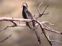 Monteiro's Hornbill (Tockus monteiri)
