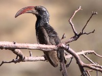 Monteiro's Hornbill (Tockus monteiri)