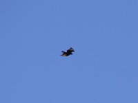 Verreaux's Eagle (Aquila verreauxii)