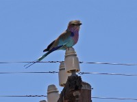 Erongo to Etosha