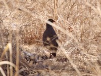 Red-billed Spurfowl (Pternistis adspersus)